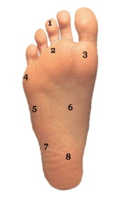Plantar View of Foot 